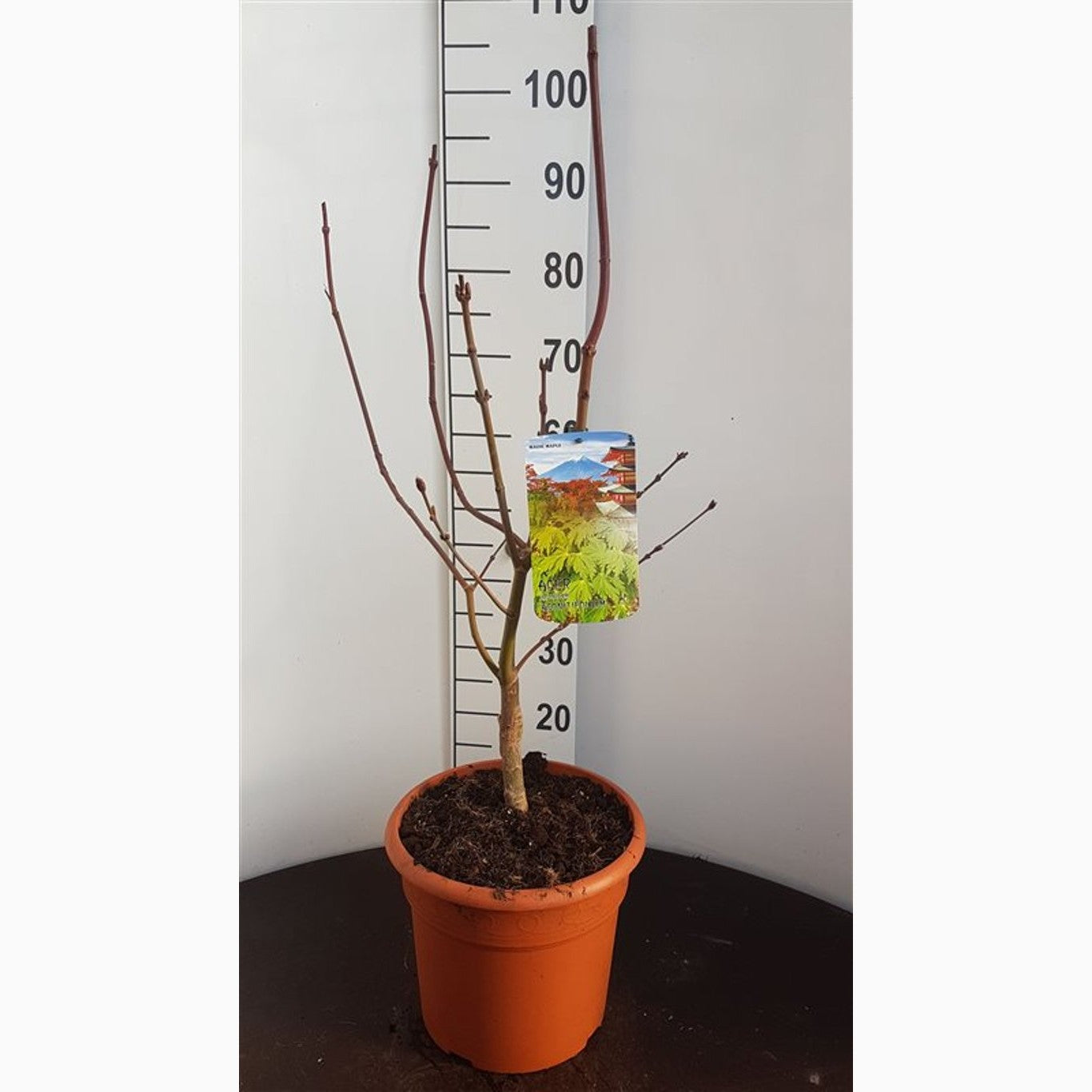 Japansk lönn – Acer japonicum 'Aconitifolium' - C10 50-60 CM